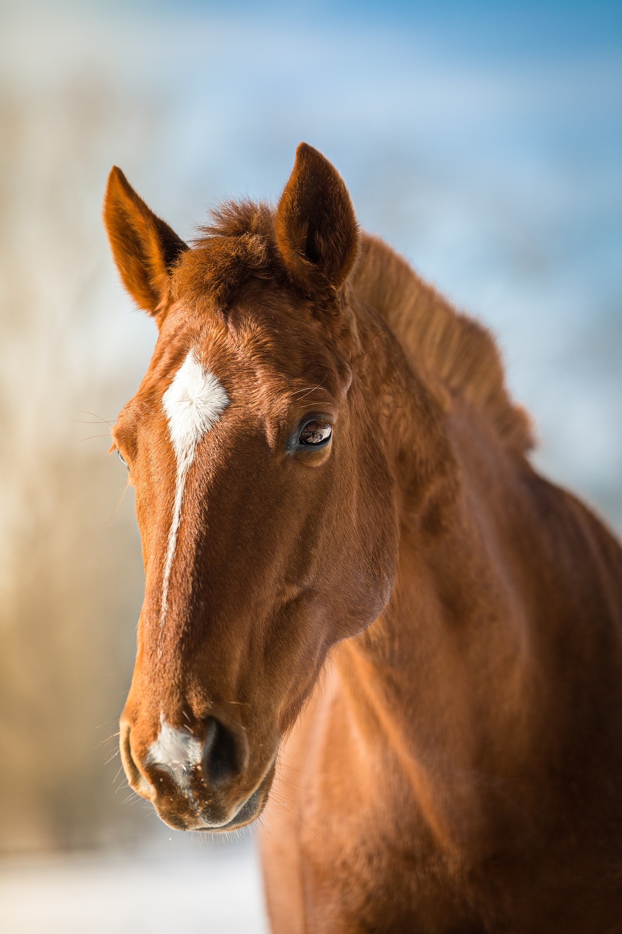 animal-1134496_1920.jpg